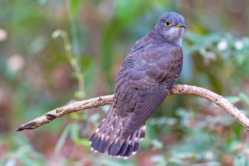 Beautiful of smallest Cuckoo bird and very rare standing on branch