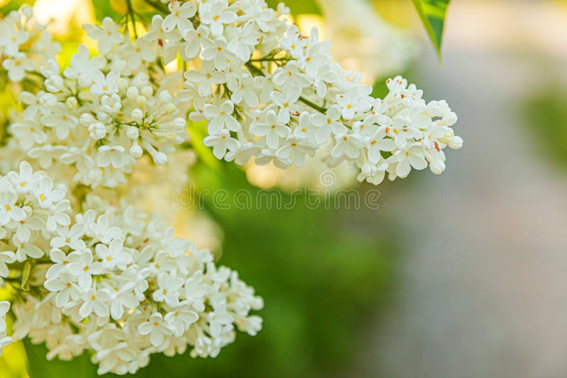 Beautiful smell white lilac blossom flowers in spring time. Close up macro twigs of lilac selective focus. Inspirational natural