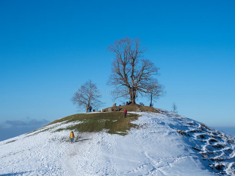 A beautiful snow covered hill near Zug, Switzerland, with hikers and a tree on top