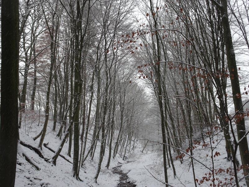 Snow-covered landscape with a beautiful avenue with big trees in a small village in Kassel, Germany