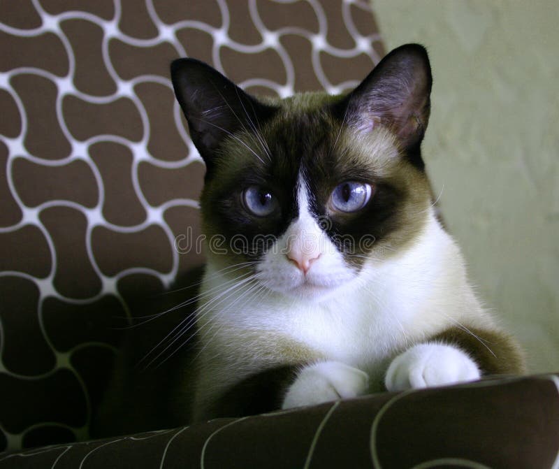 Beautiful Snowfooted Siamese Cat Stock Image Image of cats, pointed