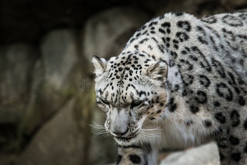 Beautiful Snow Leopard at a local zoo. stock photography Beautiful Snow Leopard at a local zoo. stock photography