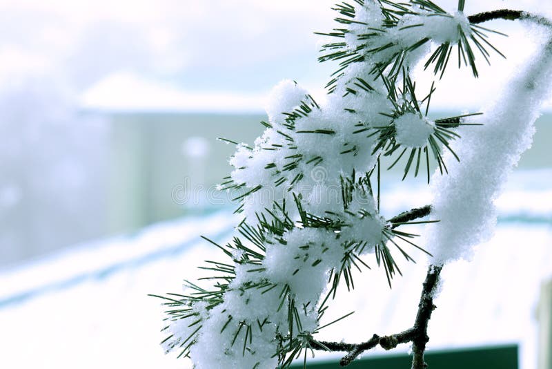 Beautiful snowed pine tree branch. Use for Beautiful Natural morning background or wallpaper. Beautiful landscape wallpaper. It shows snowfall winter season.