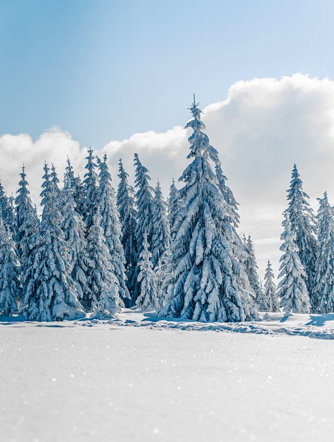 Beautiful snowy fir trees in frozen mountains landscape in sunset. Christmas background with tall spruce trees covered with snow.