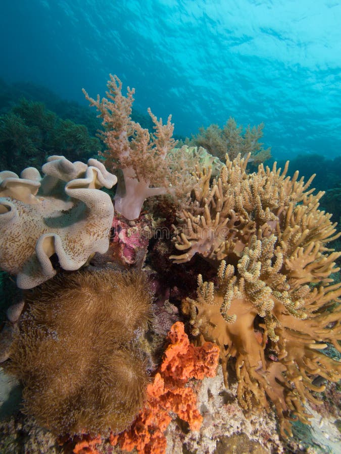 Beautiful Soft Corals Abound In Raja Ampat, Indonesia Stock Photo ...
