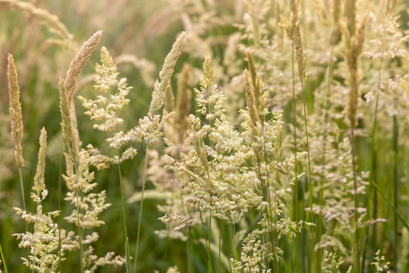 Beautiful soft focused grasses and seidges on beautiful sunny day. Spikelet flowers wild meadow plants. Sweet vernal grass