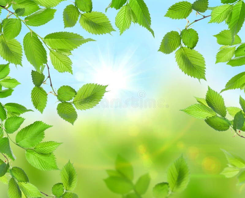 Beautiful Soft Green Background Royalty Free Stock Photography Image