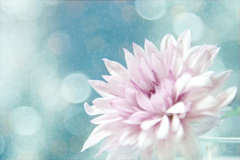 A beautiful soft pink flower. stock photos