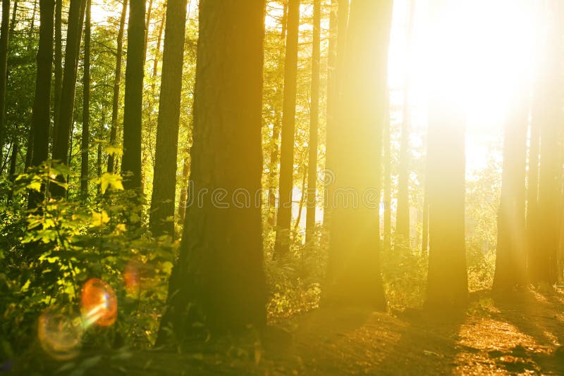 Beautiful solar beams in a quiet wood