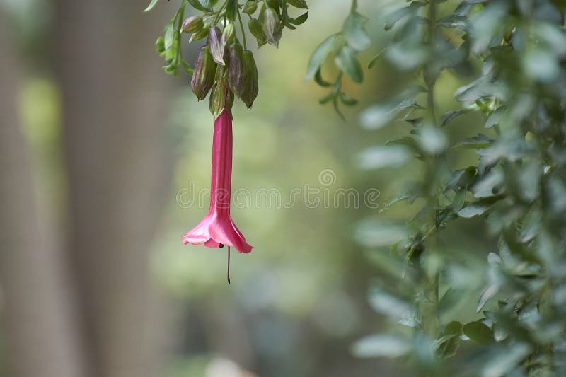 Cantuta, National Flower of Peru stock photography