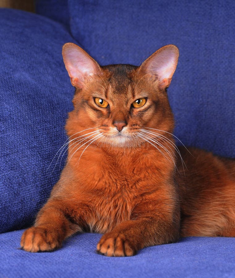 Beautiful somali cat lying of blue sofa