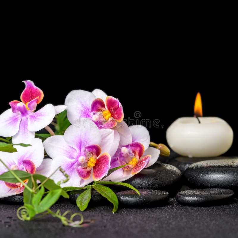 Beautiful spa stilleven van purpere orchideephalaenopsis, groene tw royalty-vrije stock afbeelding Beautiful spa stilleven van purpere orchideephalaenopsis, groene tw royalty-vrije stock afbeelding