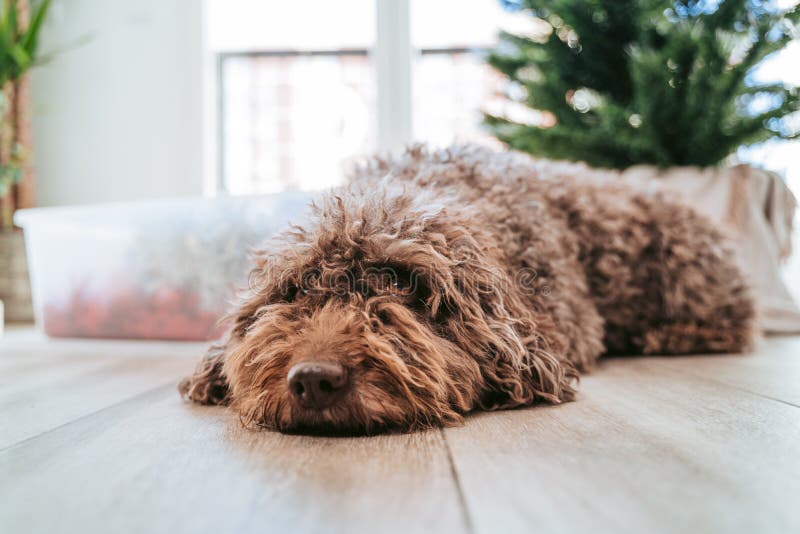 A beautiful Spanish water dog lying down at home while looking at something in front of it. It is waiting for the Christmas tree