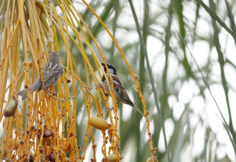Beautiful sparrows eating dates stock photo Beautiful sparrows eating dates stock photo