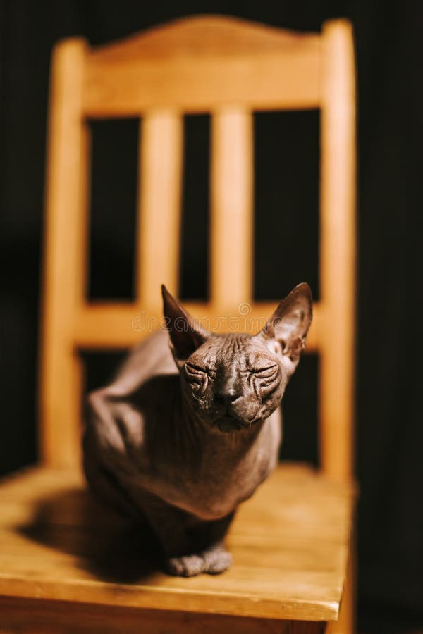 The Sphynx Cat Sleeps on a Bed in Black and White Tones Stock Image