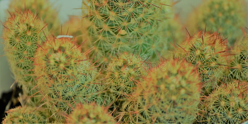 Beautiful spicky details of a Cactus stock photos Beautiful spicky details of a Cactus stock photos