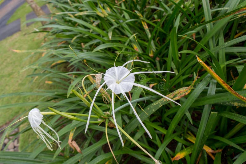 Beautiful spider lily, Hymenocallis littoralis