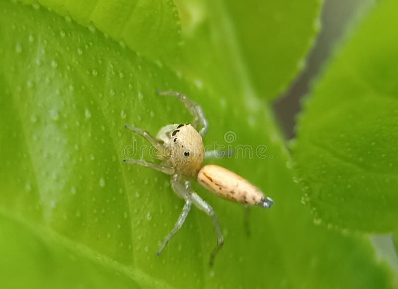 Beautiful Spider ( Yellow Jumping Spider ) is Waiting for Prey Stock
