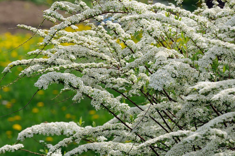 Beautiful Spiraea (Meadowsweet) Shrub With Flowers Royalty Free Stock Photo Image 27333005