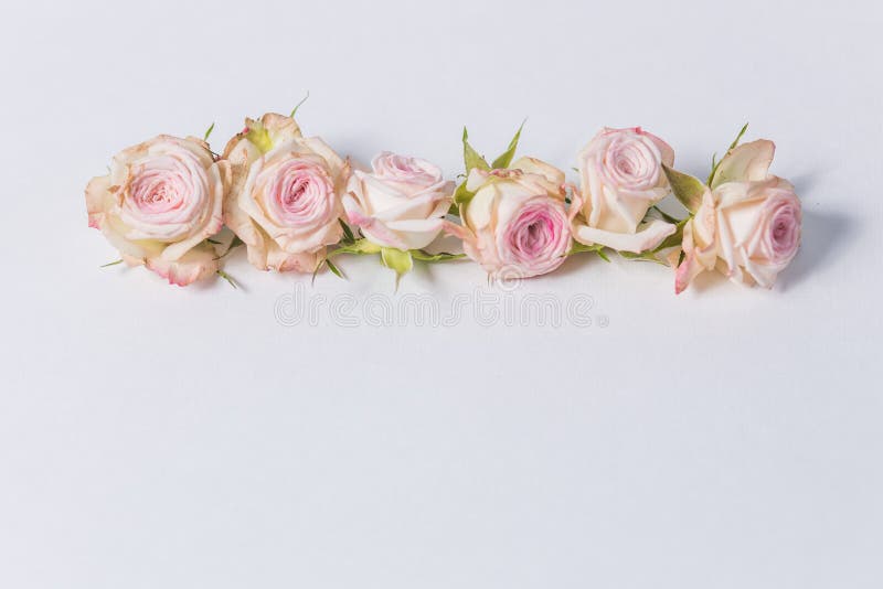 Beautiful spray roses, pink flowers, arranged in a row on white background, close-up