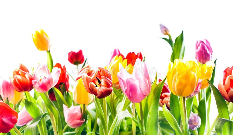 Beautiful spring background of colourful tulips in vibrant reds, yellow and pink isolated on white with copyspace