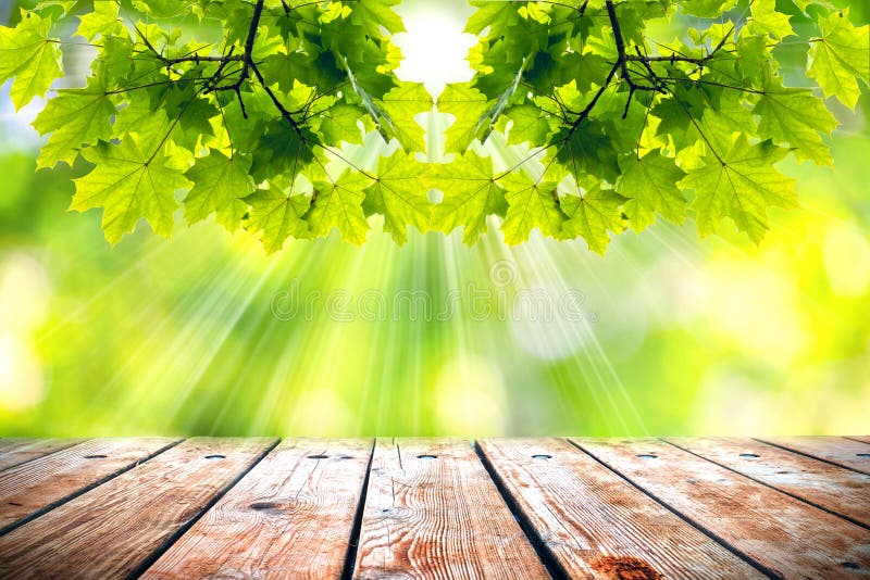 Beautiful Spring Background with Green Juicy Foliage and Empty Wooden Table  in Nature Outdoor. Beauty Bokeh and Sunlight Stock Photo - Image of  morning, fresh: 185445932