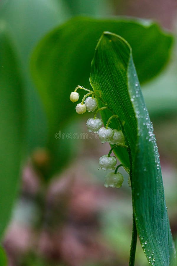 Beautiful Spring Blooming Lilies of the Valley with Drops of Flowers