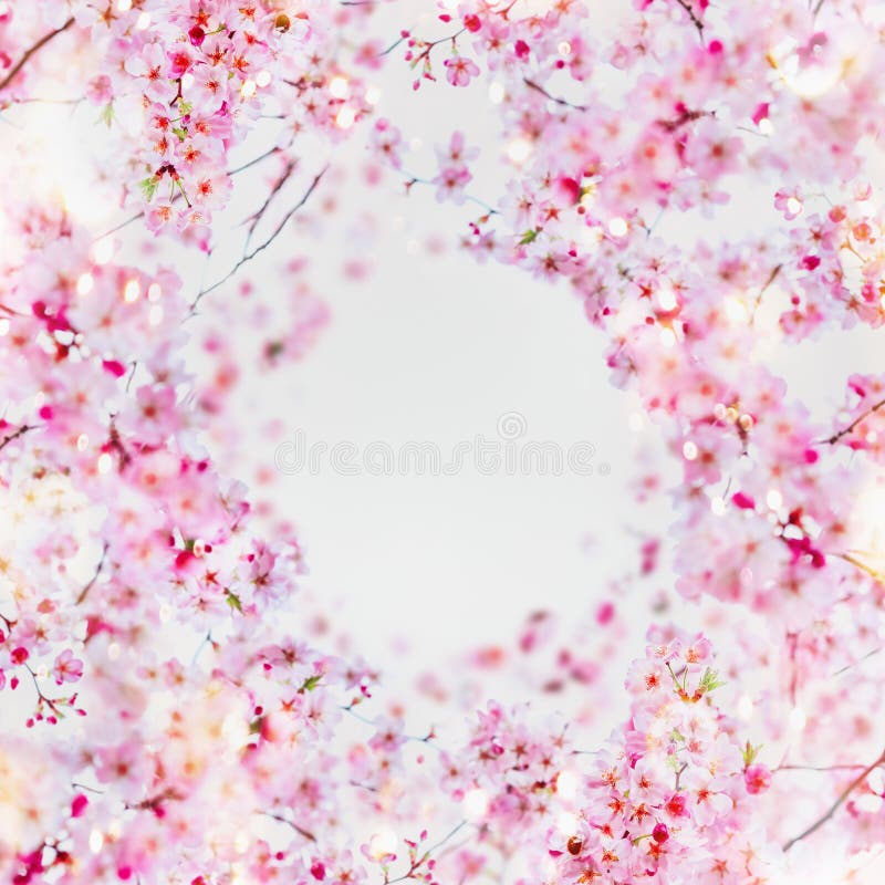 Beautiful spring blossom frame background. Round circle frame with pink blossom on white. Springtime nature, selective focus.