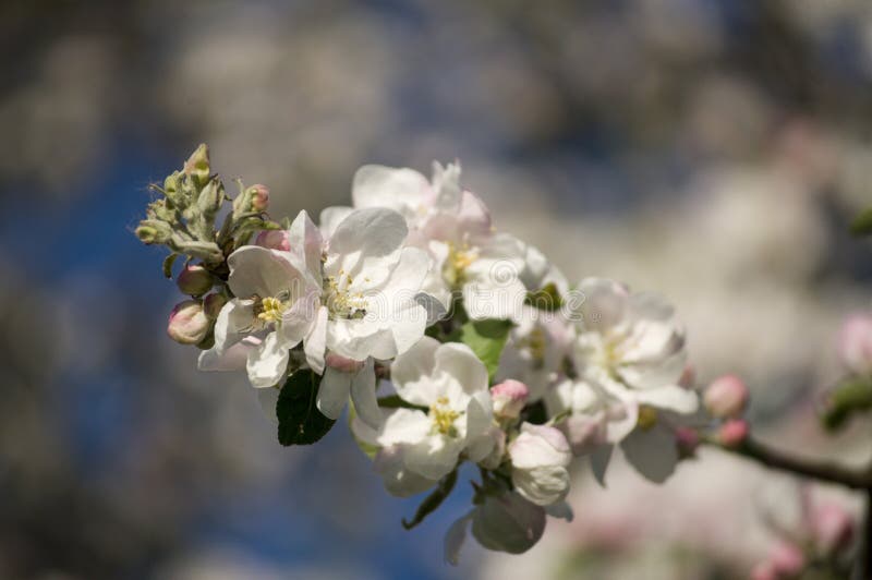 Beautiful Spring Blossoming Apple Tree Stock Image - Image of light ...