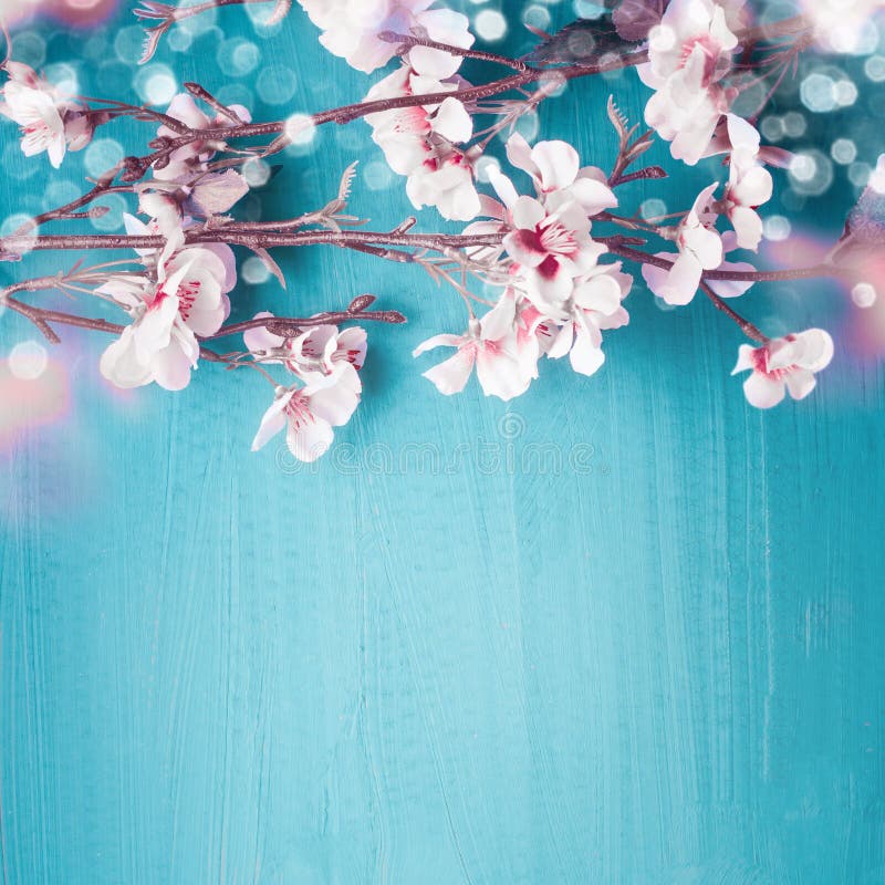 Beautiful spring cherry blossom branches on turquoise blue background with copy space for your design. Springtime holidays and