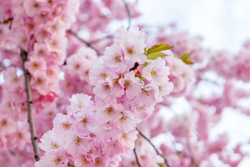 Beautiful Spring Cherry Blossom Tree. Shallow Depth of Field Stock