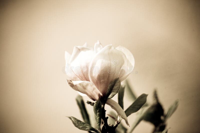 Delicate spring flower of magnolias on tree branches