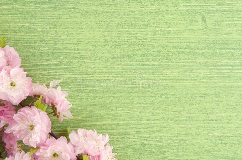 Beautiful spring floral background with copy space. Almond pink flower on branch and leaves on green wooden table background in royalty free stock photography.