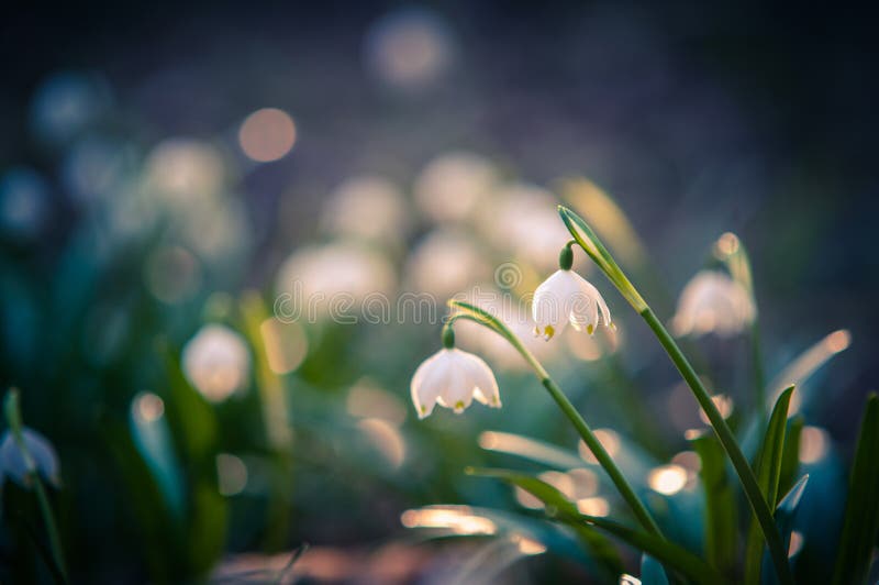 Beautiful Spring Flower with Dreamy Fantasy Blurred Bokeh Background ...