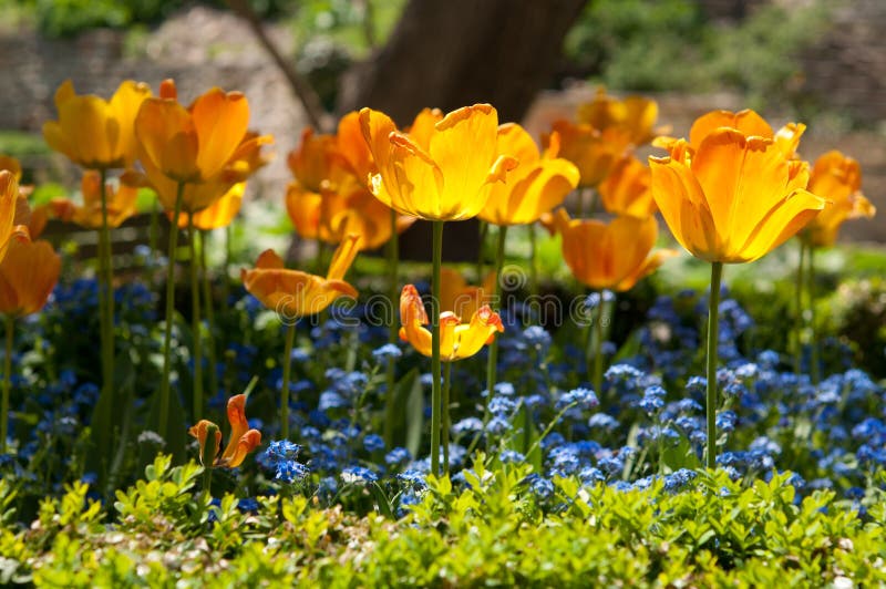 Beautiful spring flowers stock image. Image of botanical 27199287