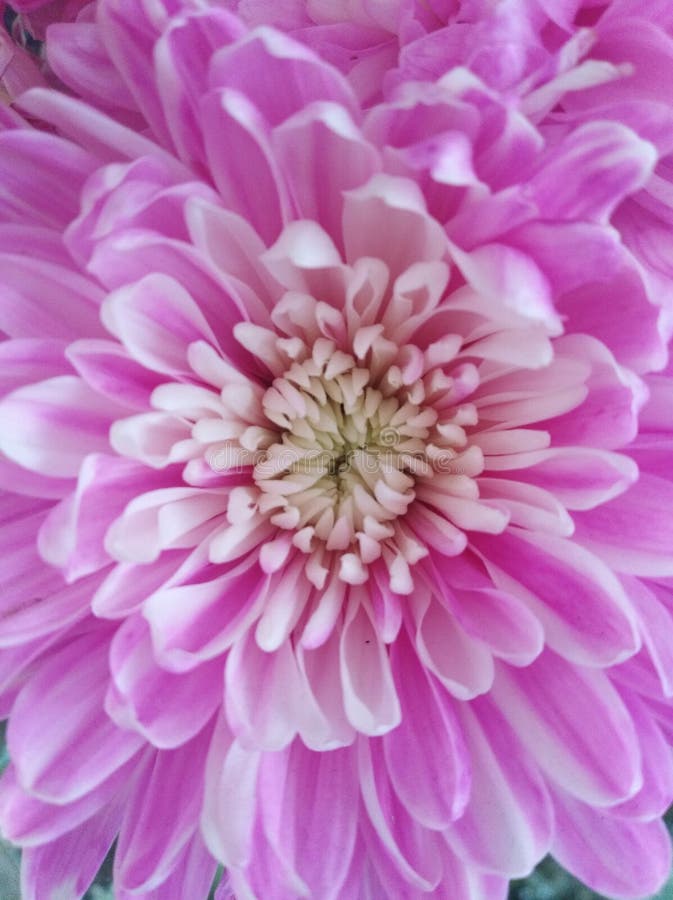 Beautiful Spring Flowers Blooming Under the Sun, Different Types of