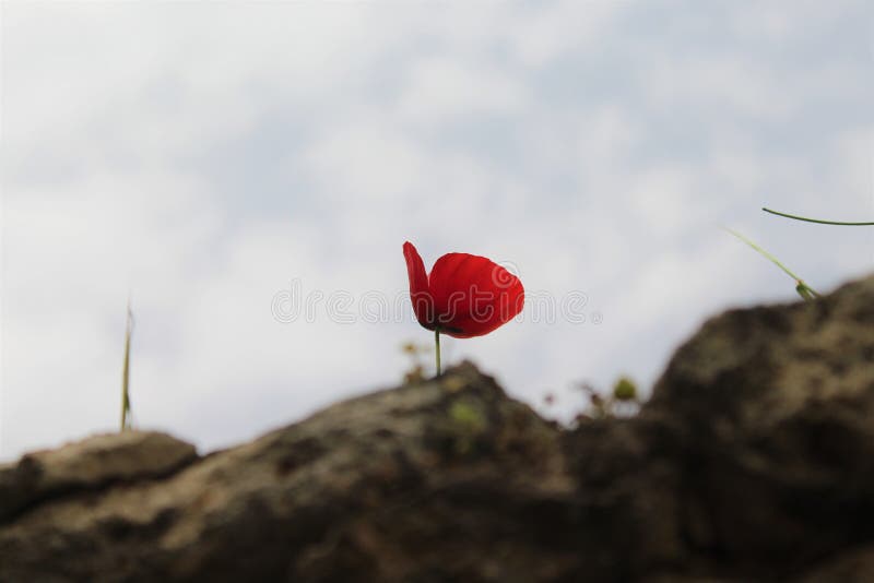 Corny Flowers Stock Photos Free & RoyaltyFree Stock Photos from