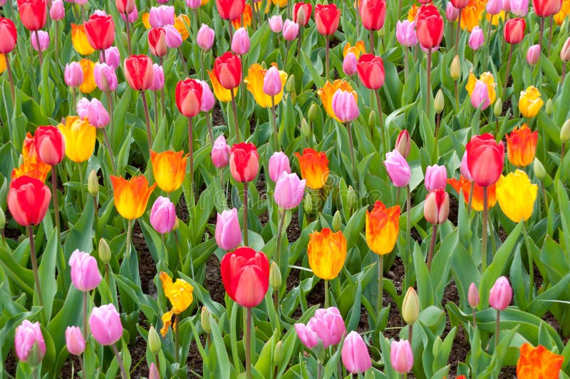 Beautiful spring flowers in Keukenhof park royalty free stock image Beautiful spring flowers in Keukenhof park royalty free stock image