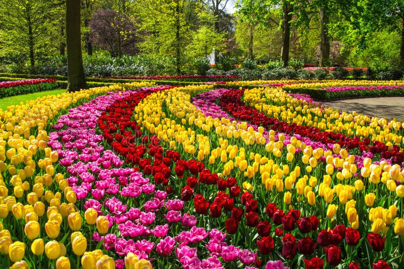 Beautiful spring flowers in Keukenhof park in Netherlands