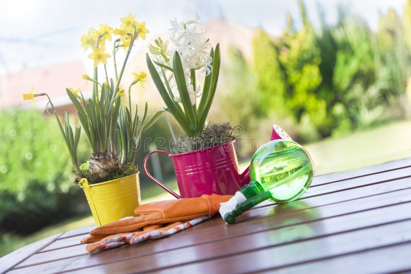 Beautiful Spring Flowers in Watering Cans Stock Image Image of