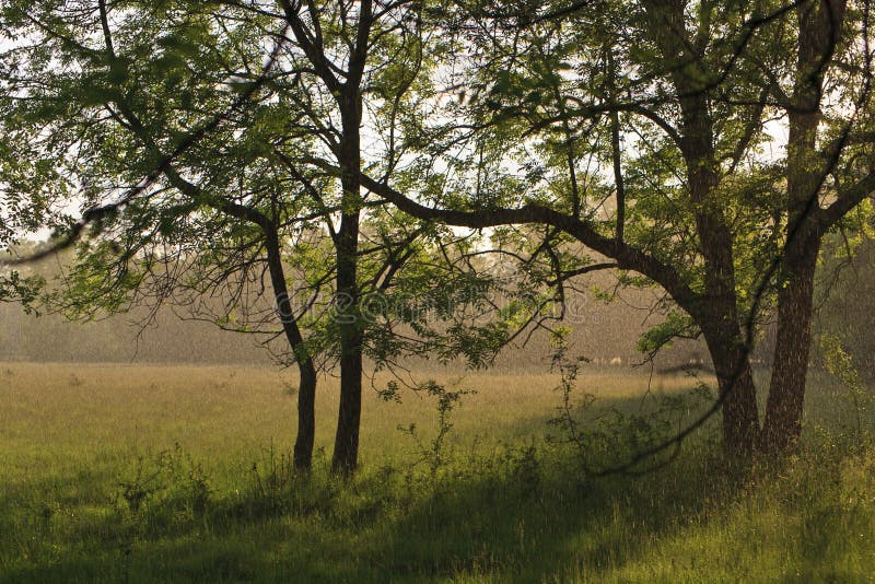 Beautiful spring foliage and a mountain forest