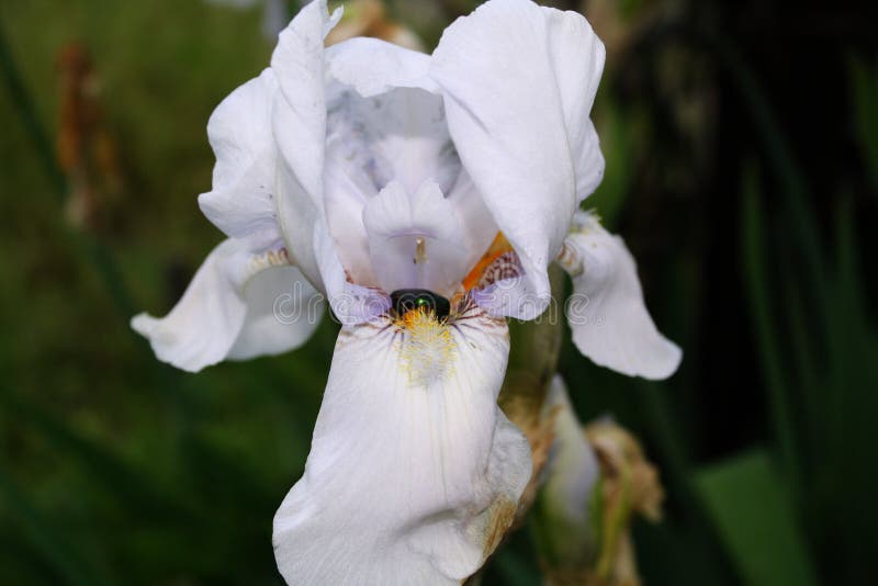 Beautiful spring Iris bloom on a sunny day stock images Beautiful spring Iris bloom on a sunny day stock images