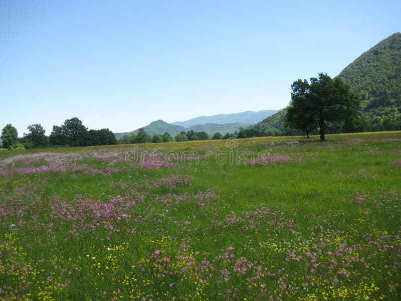 Beautiful Spring Meadow Stock Photo Image Of Cycle Travel 82639802