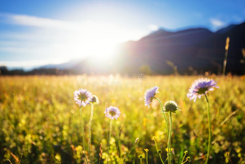 Beautiful spring meadow. Sunny clear sky with sunlight in mountains. Colorful field full of flowers. Grainau, Germany