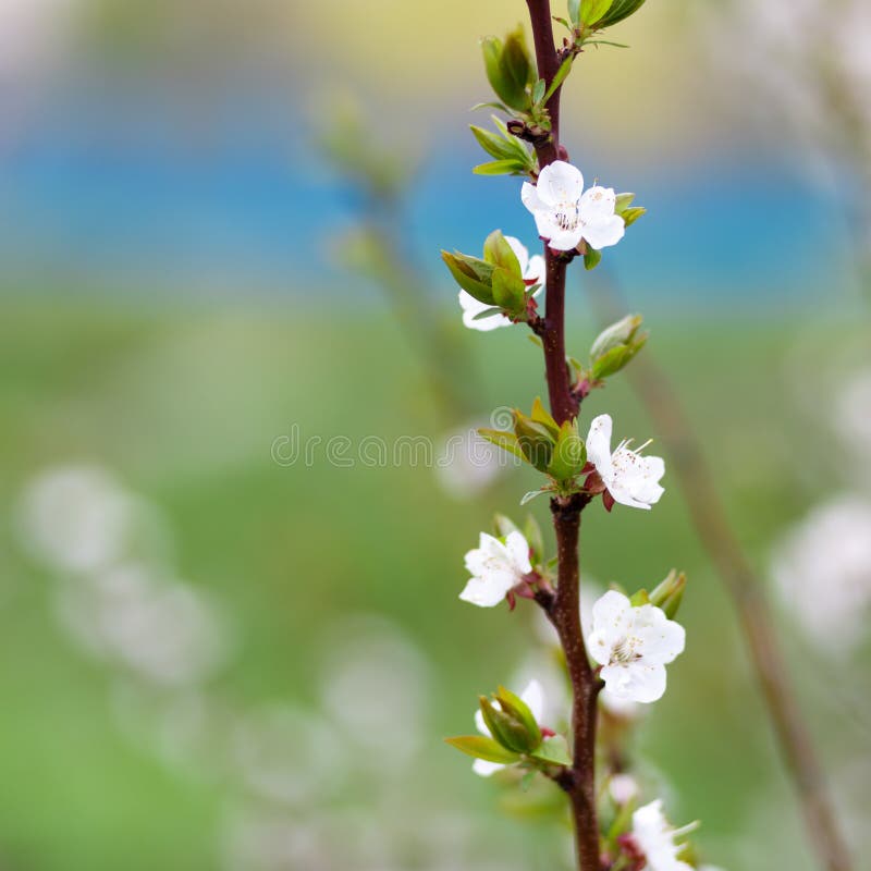 Beautiful spring natural background. Branches of flowering apricot macro in the sun. Soft focus. Summer, spring concepts. Copy space. Template for design