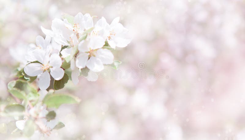 Blurred White Pink Spring Nature Background Stock Photo - of 113546370