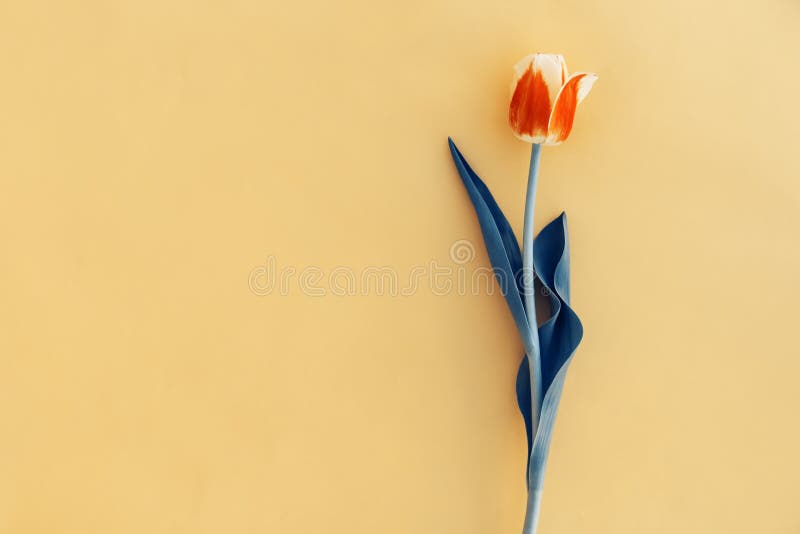 Beautiful Spring Pink Tulip Floral Yellow Color Background with Copy Space.  Top View. Objects on a Simple Background Stock Image - Image of blue,  border: 139763843