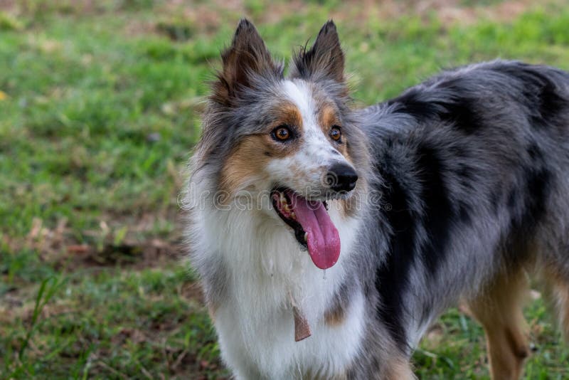 Beautiful spring portrait of adorable Gray and white border collie in the blossoming park royalty free stock photography Beautiful spring portrait of adorable Gray and white border collie in the blossoming park royalty free stock photography