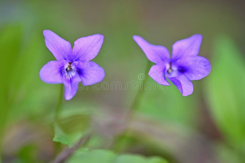 Beautiful Spring Purple Flowers in the Grass. First Spring Flowers