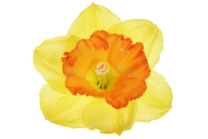 Beautiful Spring Single Flower: Orange Narcissus (Daffodil) Royalty ...